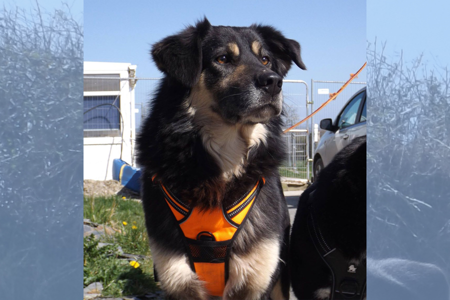 Basil Dog for Adoption K9 Rescue