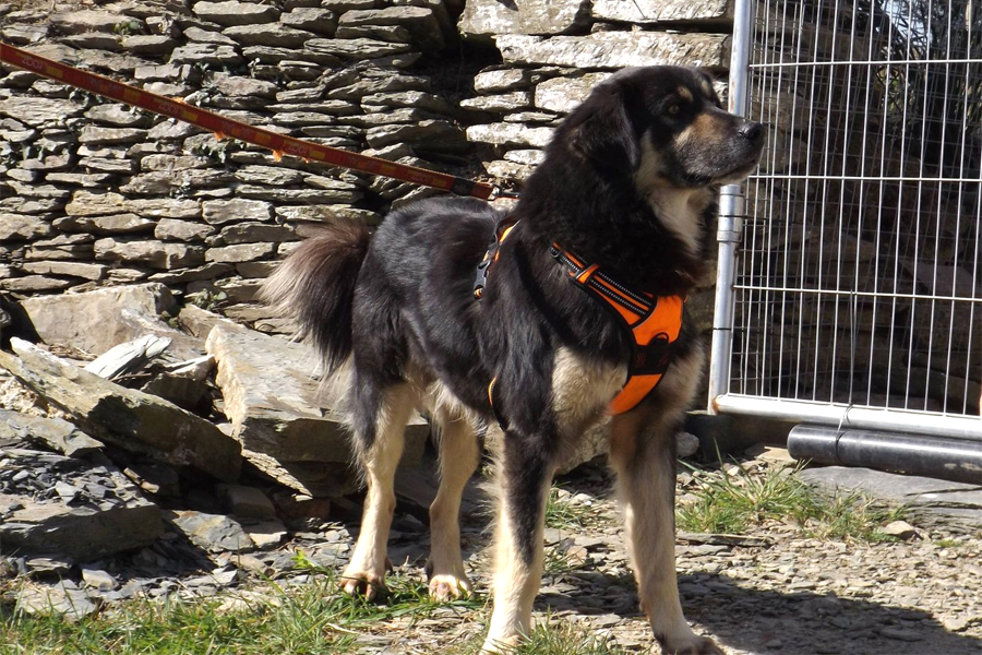 Basil Dog for Adoption K9 Rescue