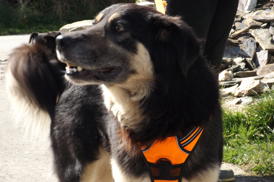 Basil Dog for Adoption K9 Rescue