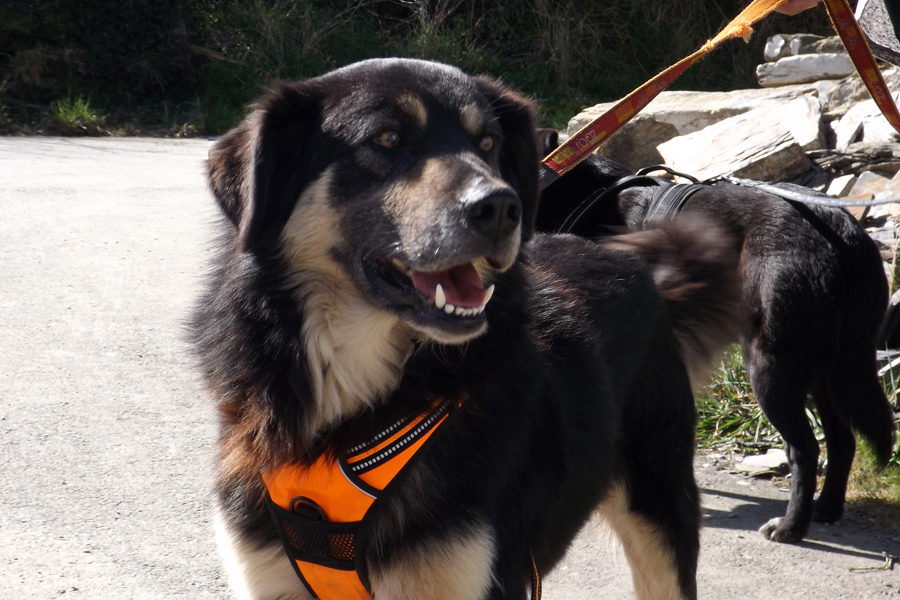 Basil Dog for Adoption K9 Rescue