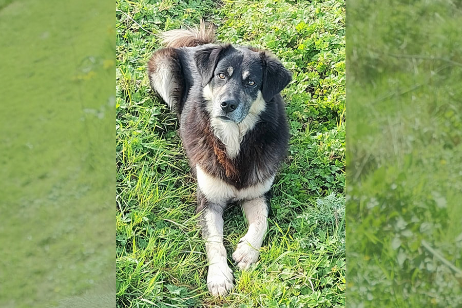 Basil Dog for Adoption K9 Rescue