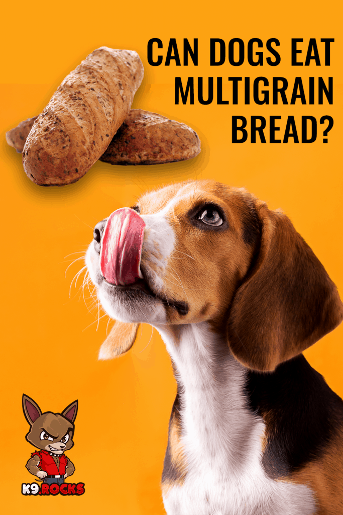 Can Dogs Eat Multigrain Bread? K9 Rocks