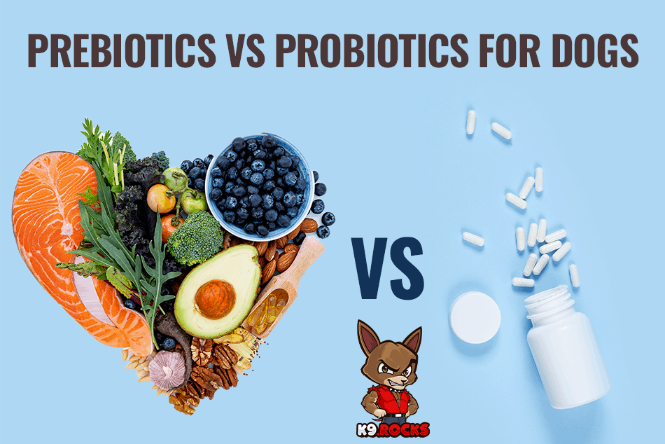 Prebiotics vs Probiotics for Dogs K9 Rocks