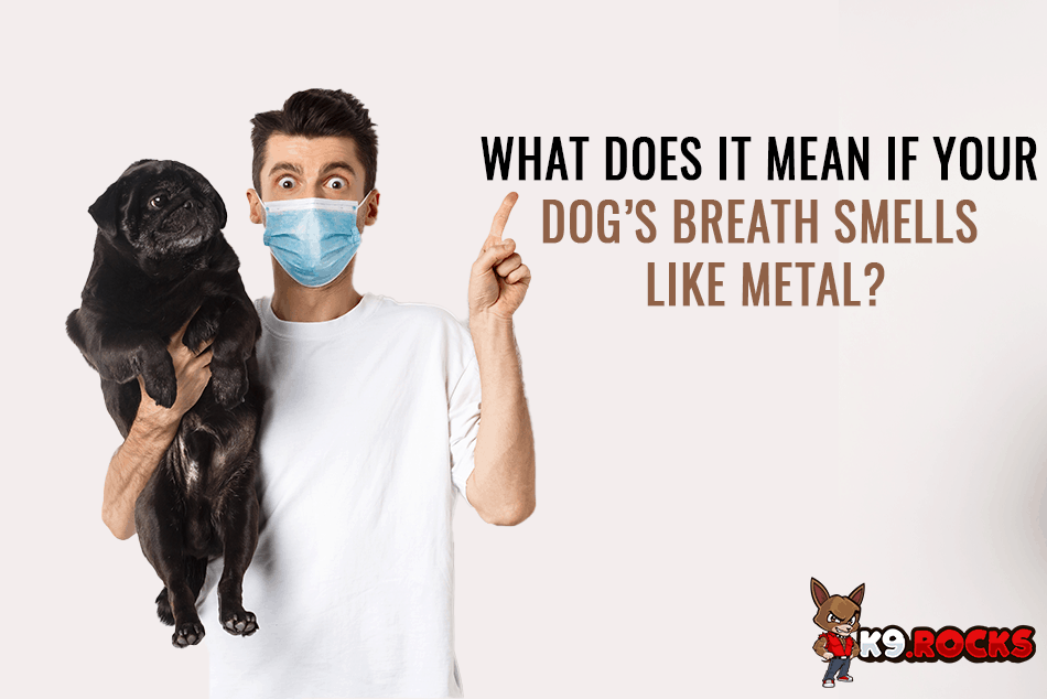 What Does It Mean If Your Dog's Breath Smells Like Metal? - K9 Rocks