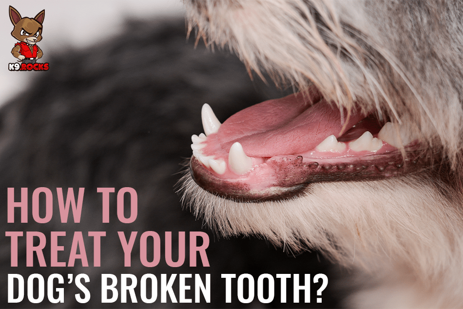 How To Treat Your Dog's Broken Tooth? K9 Rocks