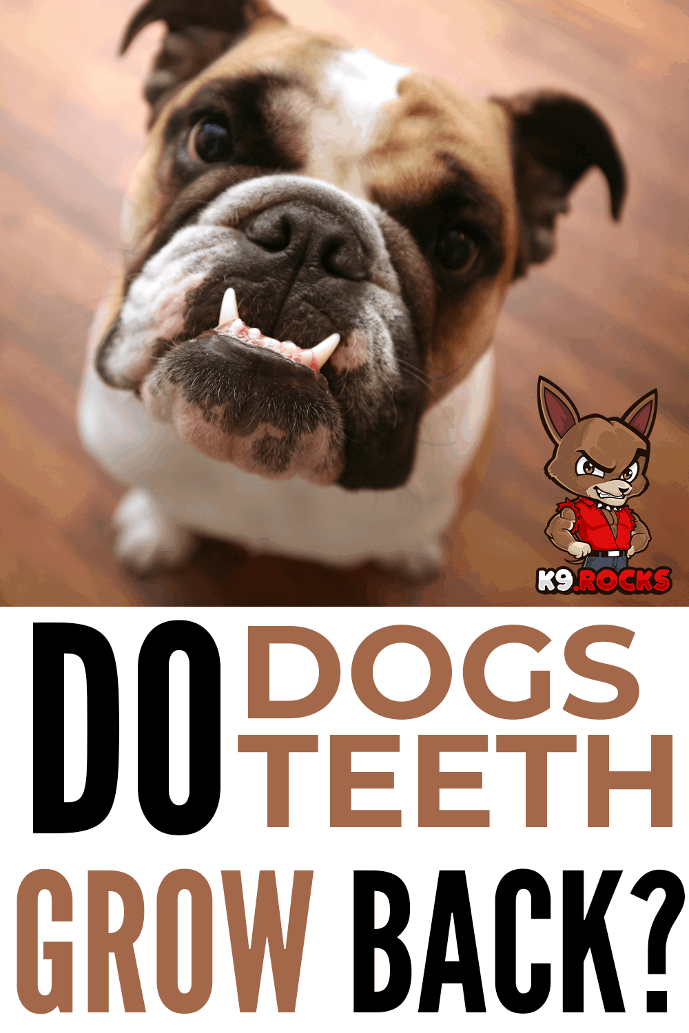Do Dogs Teeth Grow Back When They Fall Out