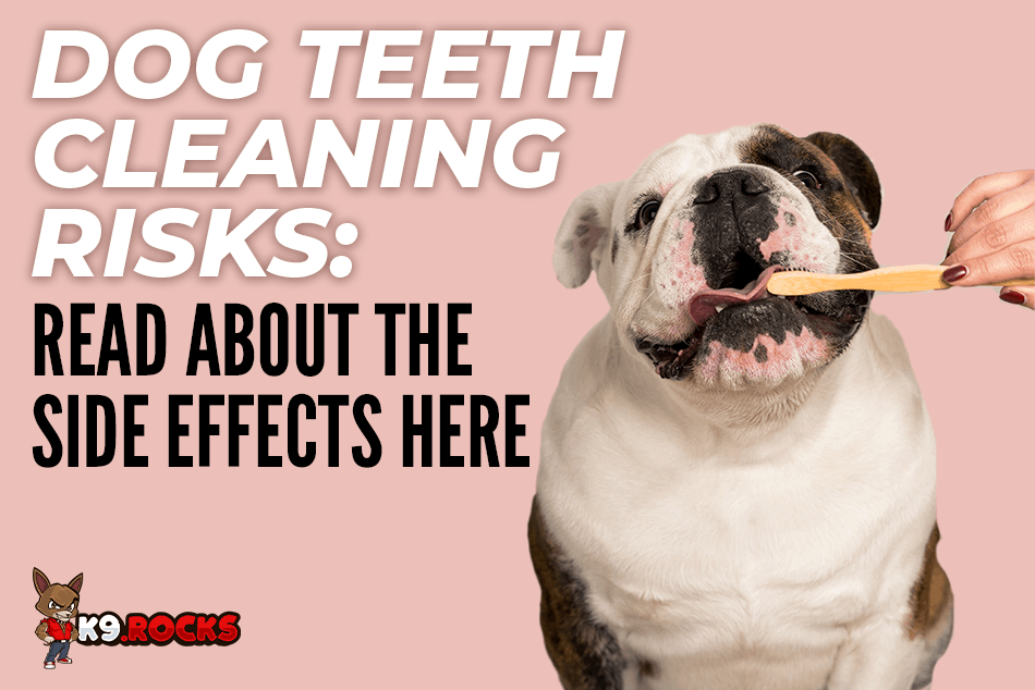 What are the Dog Teeth Cleaning Risks? Side Effects or Complications