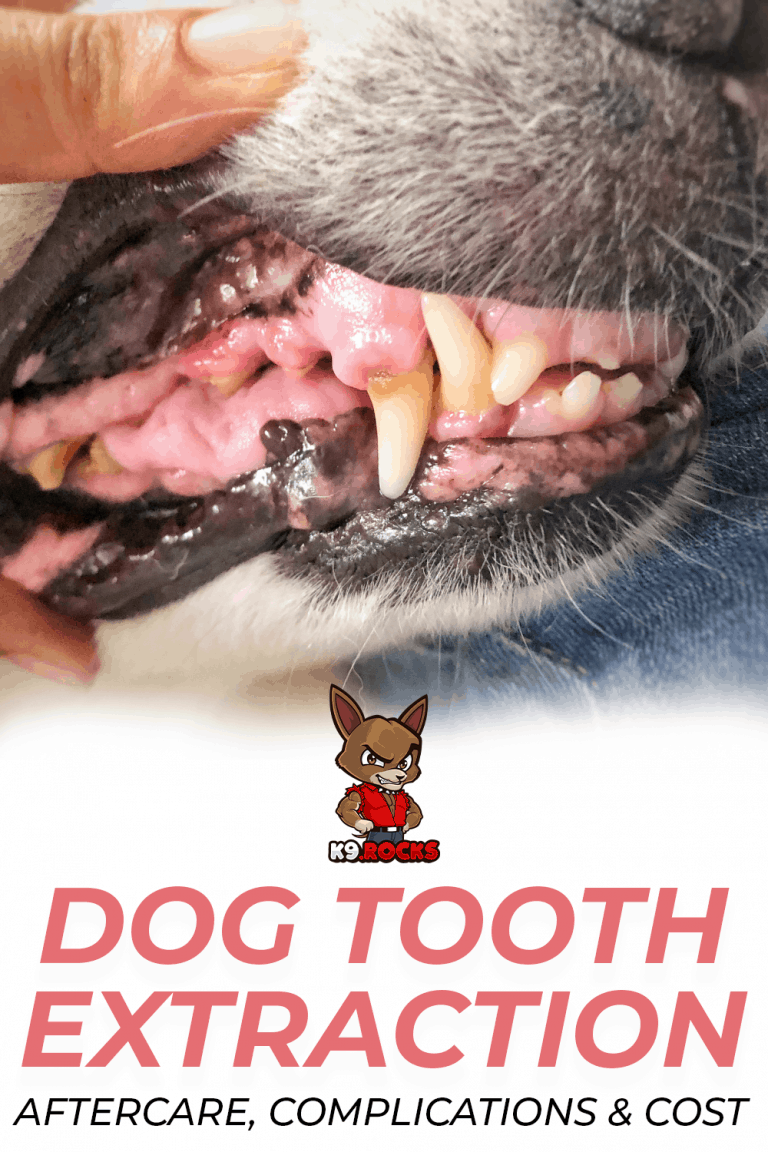 Dog Tooth Extraction Aftercare, Complications & Cost K9 Rocks