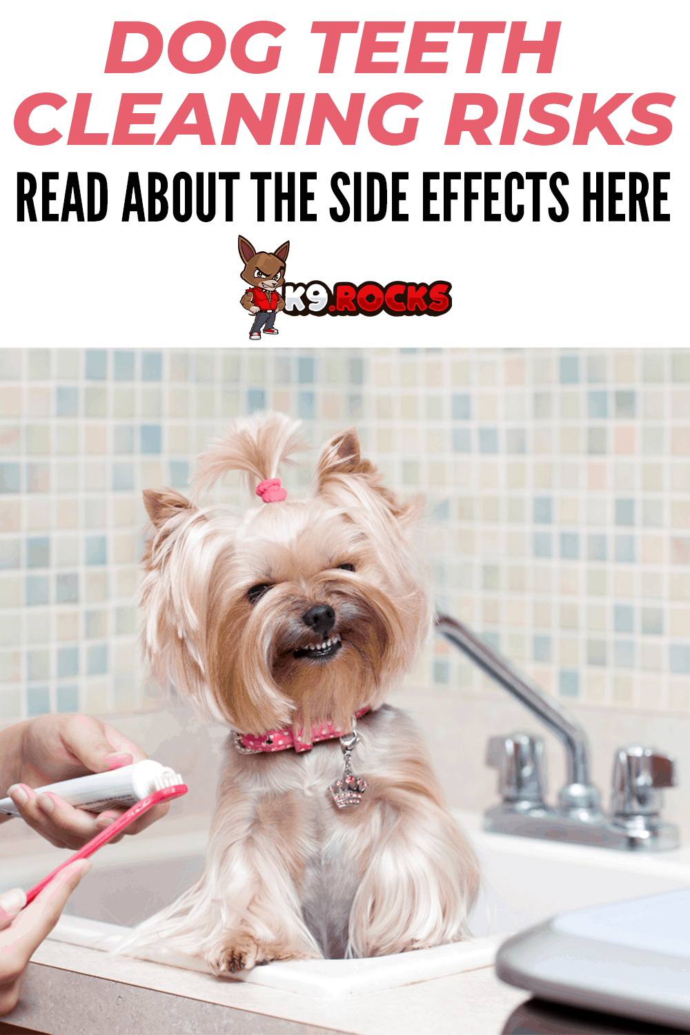 What are the Dog Teeth Cleaning Risks? Side Effects or Complications
