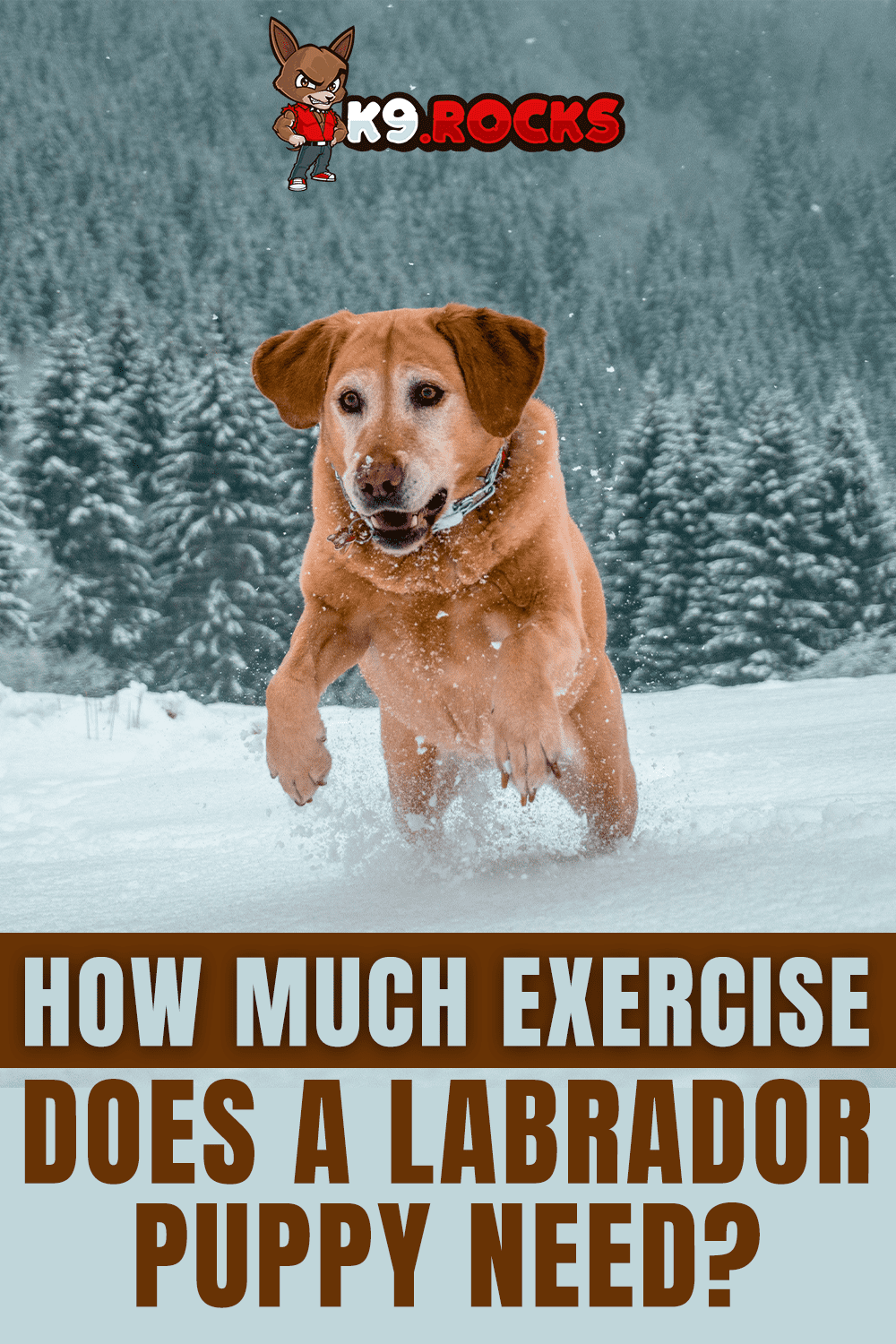 How Much Exercise Does a Labrador Puppy Need? K9 Rocks
