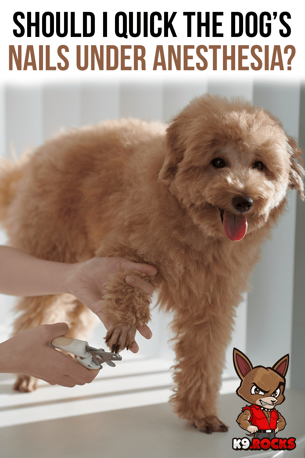 Should I Quick the Dog's Nails Under Anesthesia? K9 Rocks