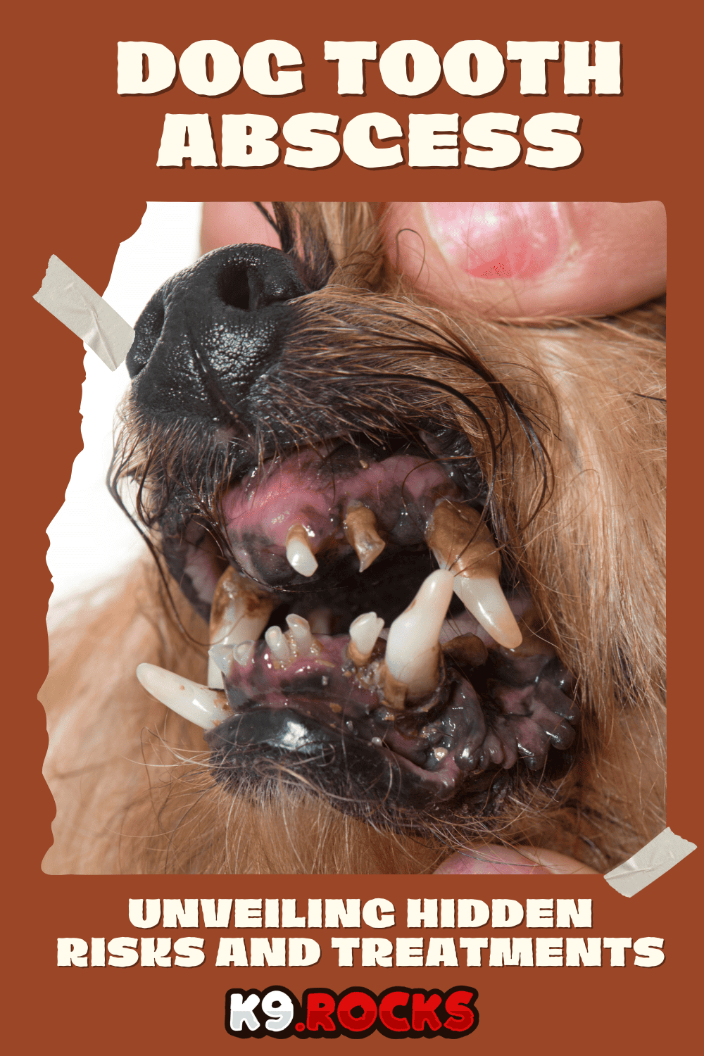 Dog Tooth Abscess Unveiling Hidden Risks and Treatments K9 Rocks
