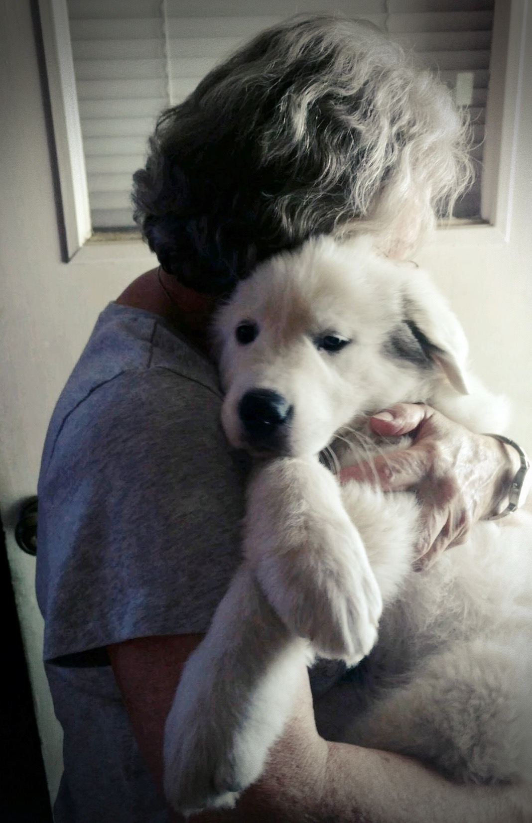 About Us k9.5 Rescue