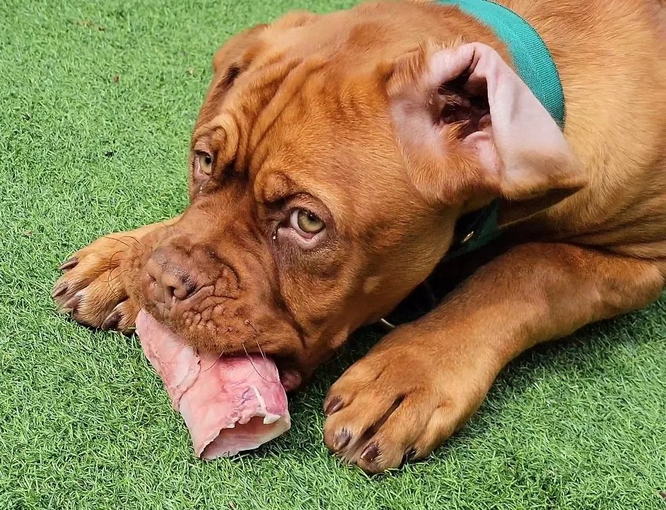 Raw Dog Food Shops & Suppliers Dog Behaviourist North Wales North