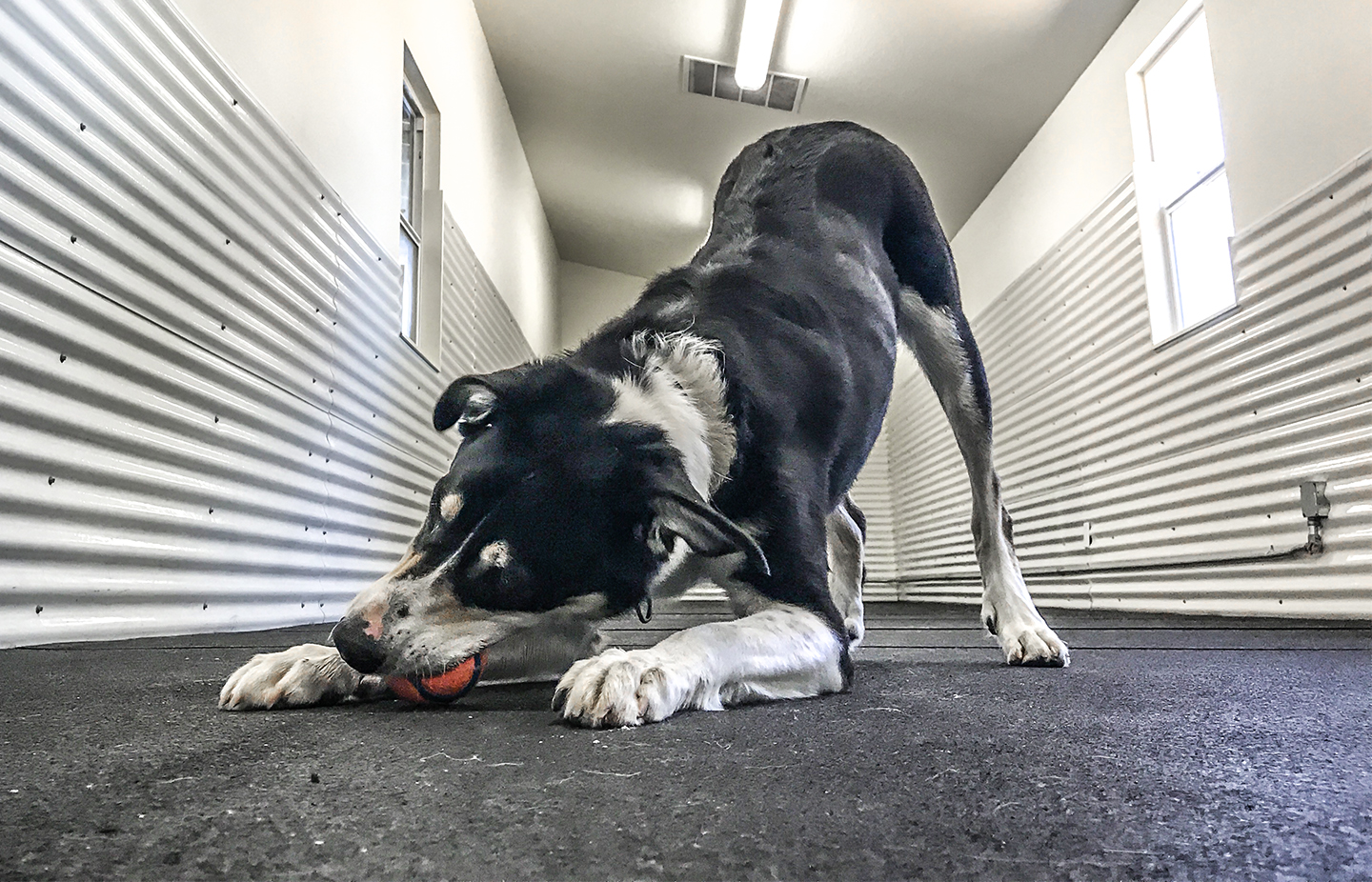 k9 activity club reviews Keva Rash