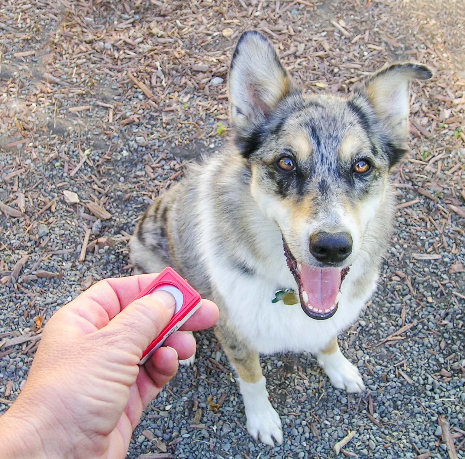 Clicker training an introduction
