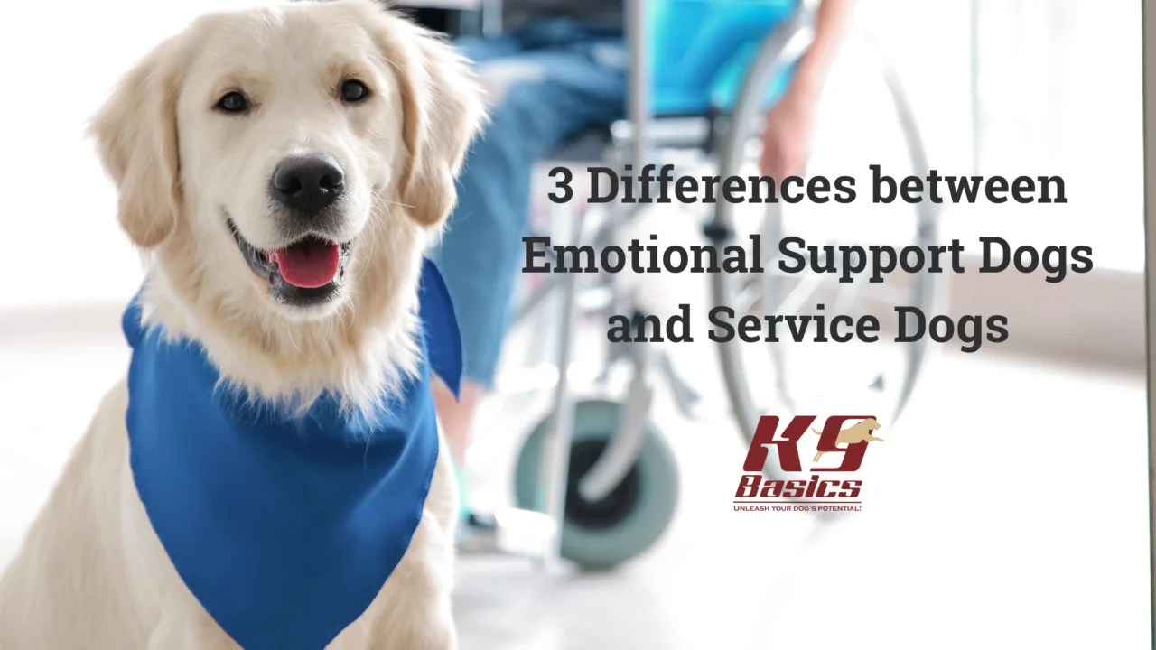 3 Differences between Emotional Support Dogs and Service Dogs