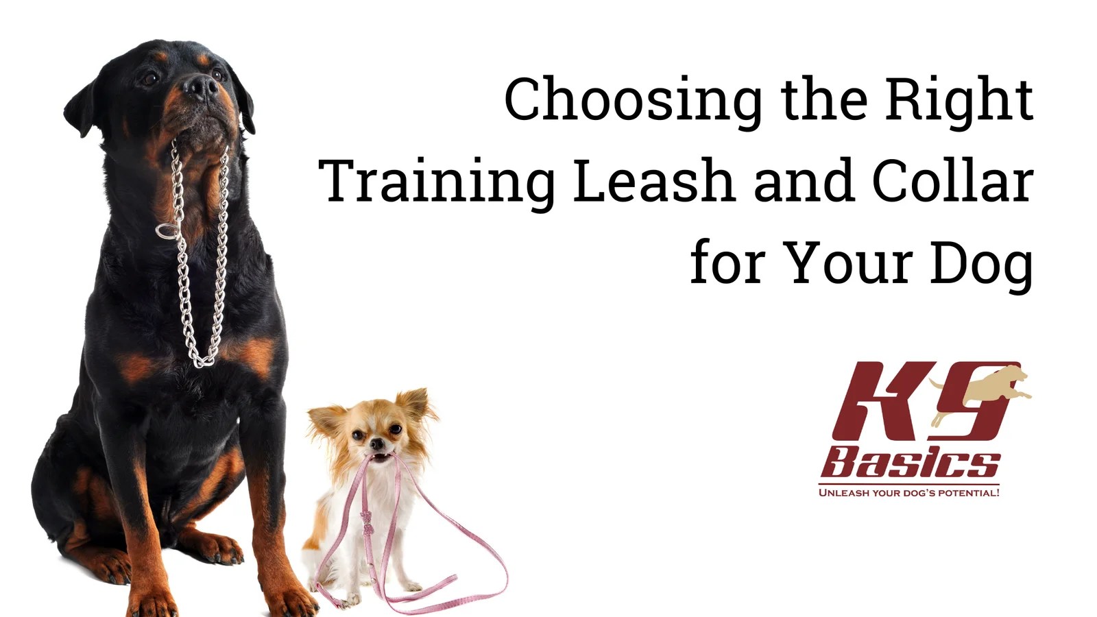 Choosing the Right Training Leash and Collar for Your Dog!