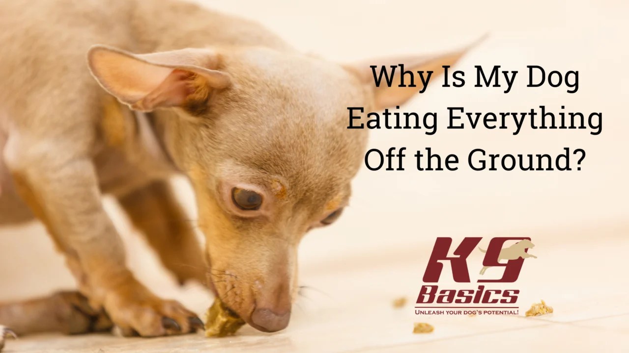 Why is My Dog Eating Everything Off the Ground?