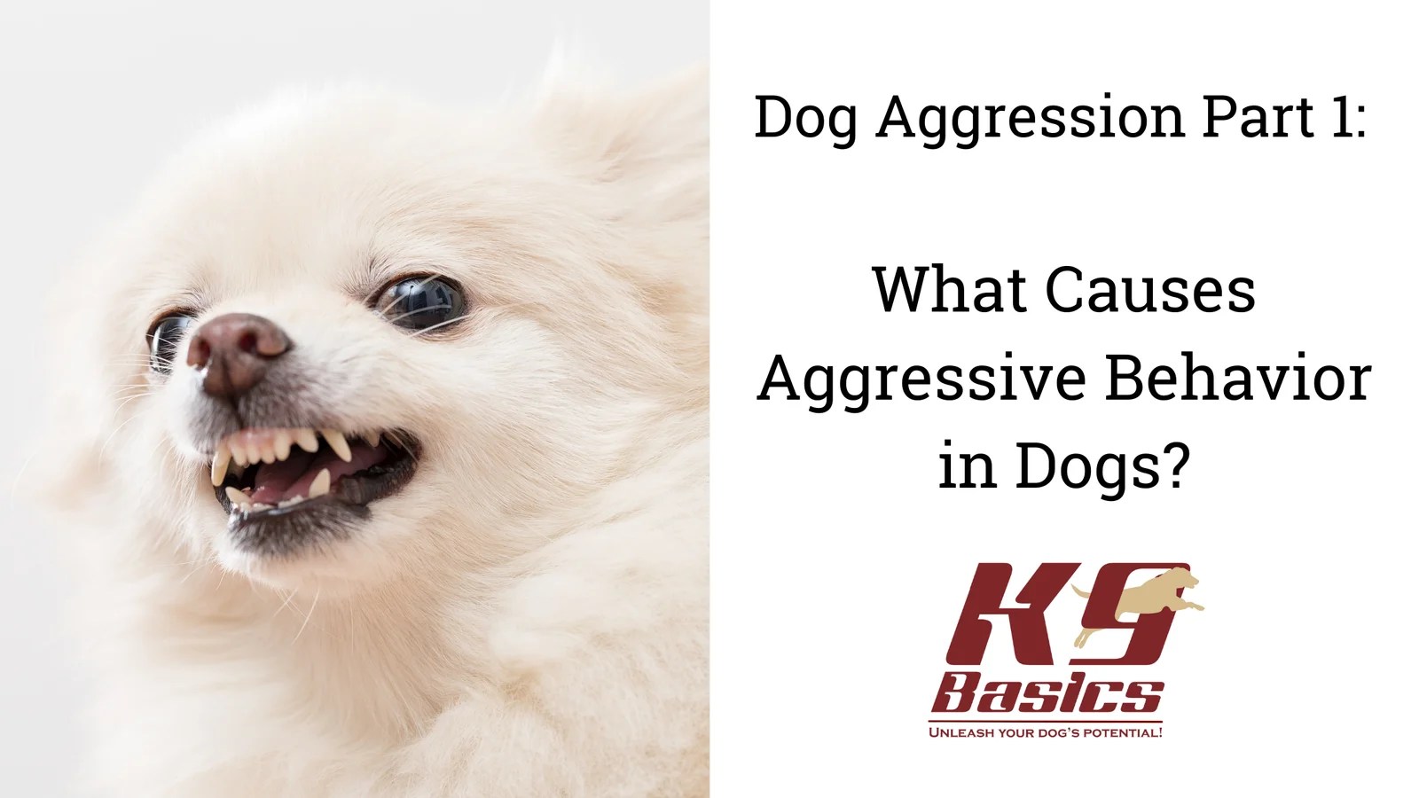 What Causes Aggressive Behavior in Dogs?