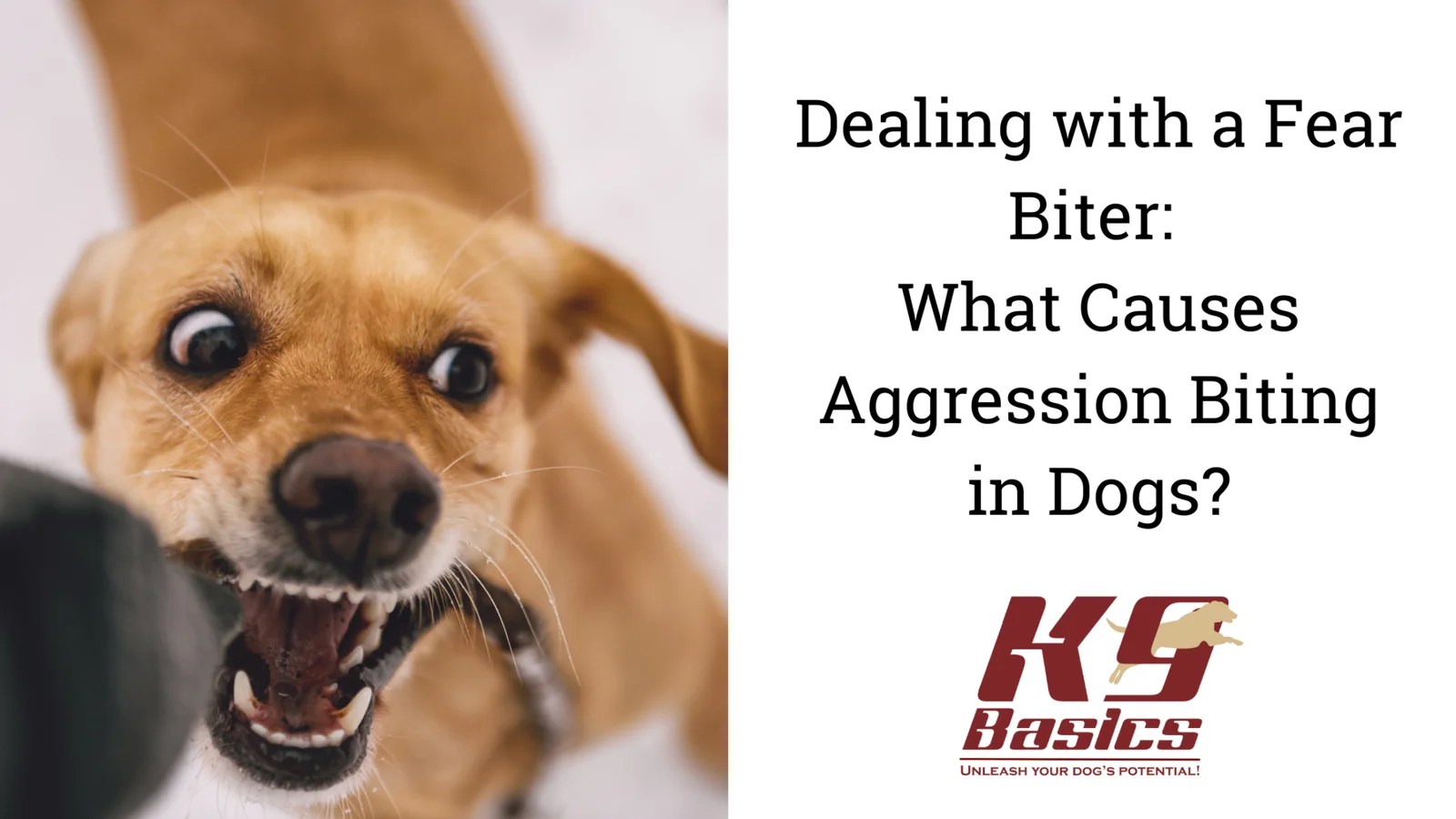 Dealing With a Fear Biter Aggression Biting in Dogs