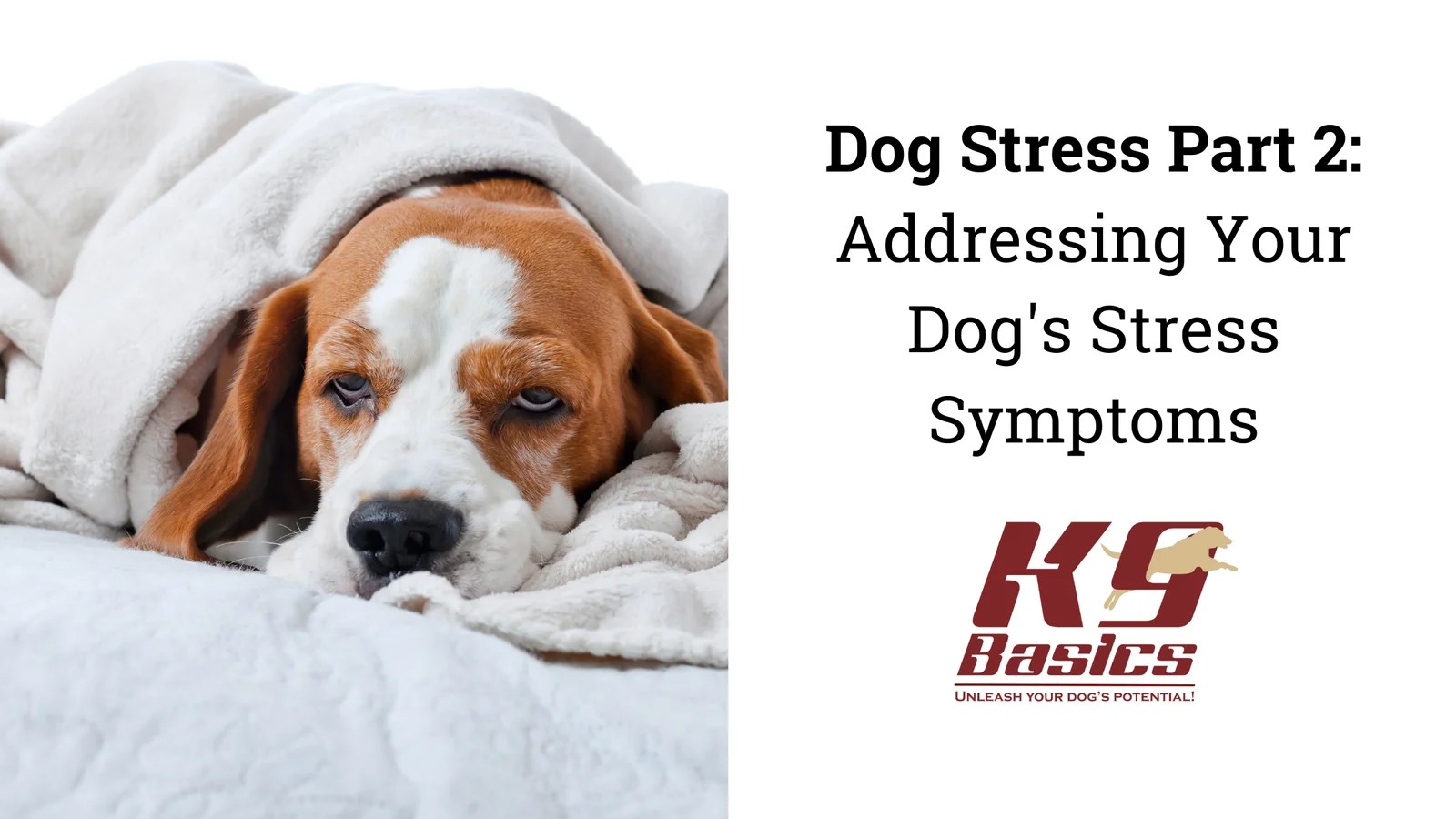 Dog Stress Part 2 Addressing Your Dog's Stress Symptoms Dog Stress