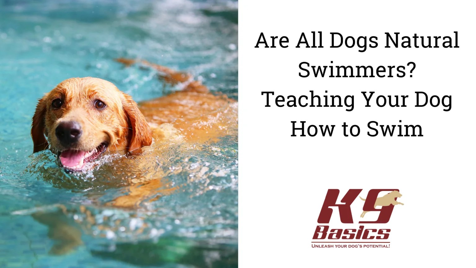Are All Dogs Natural Swimmers? Teaching Your Dog How to Swim