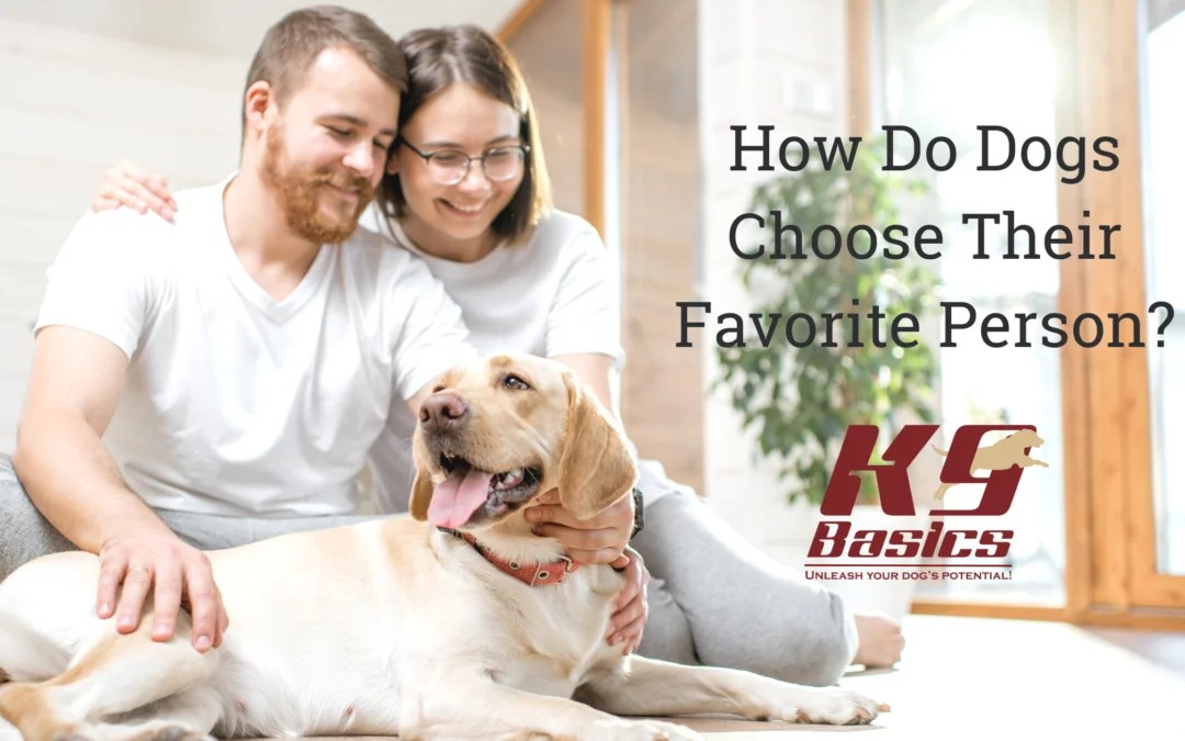 How Do Dogs Choose Their Favorite Person?