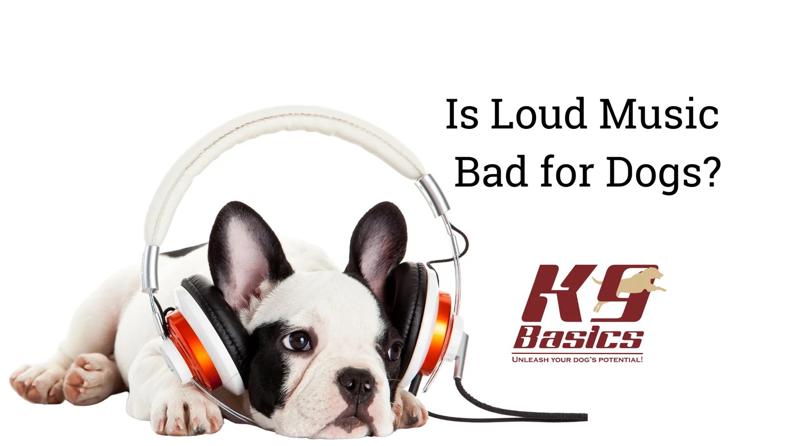 Is Loud Music Bad for Dogs?