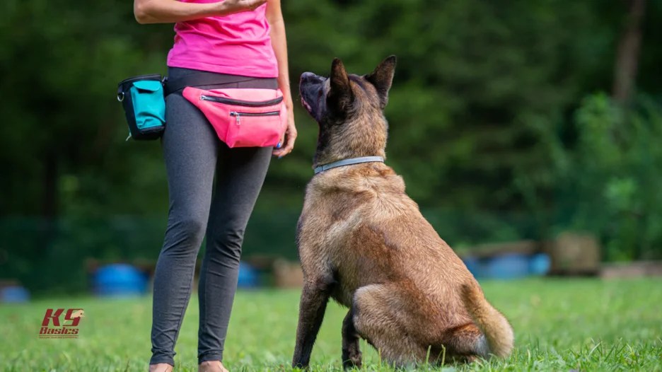 How to a Certified Dog Trainer in New Jersey