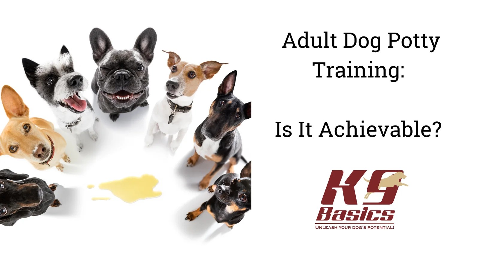 How To Train An Old Dog To Potty Train