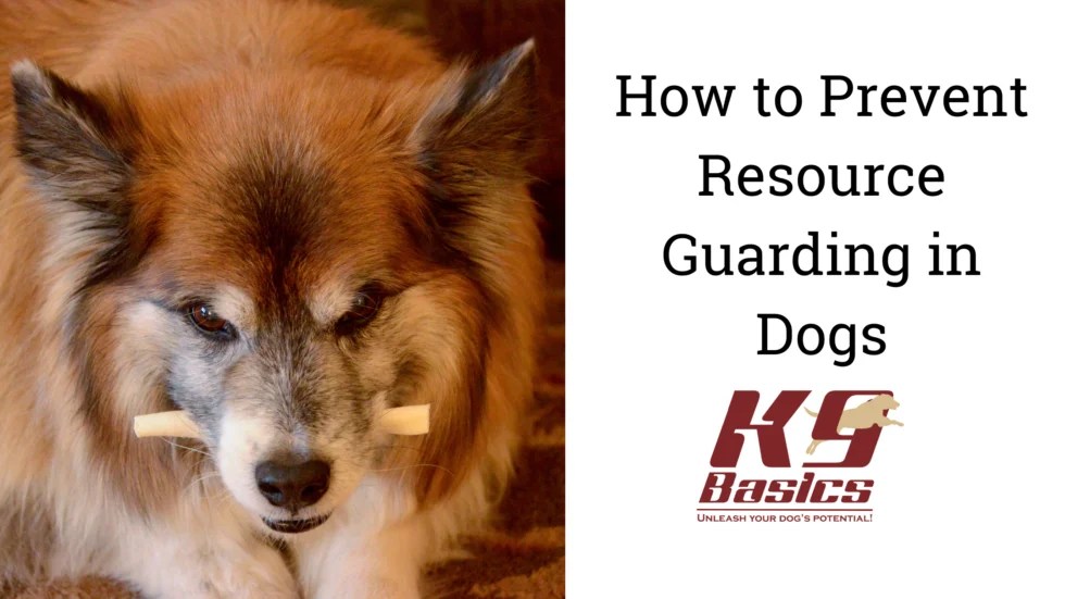 How to Prevent Resource Guarding in Dogs