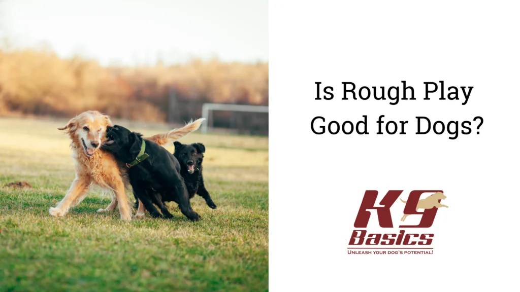 Is Rough Play Good for Dogs?