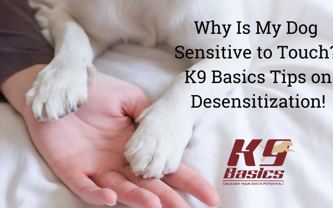 Why Is My Dog Sensitive to Touch?