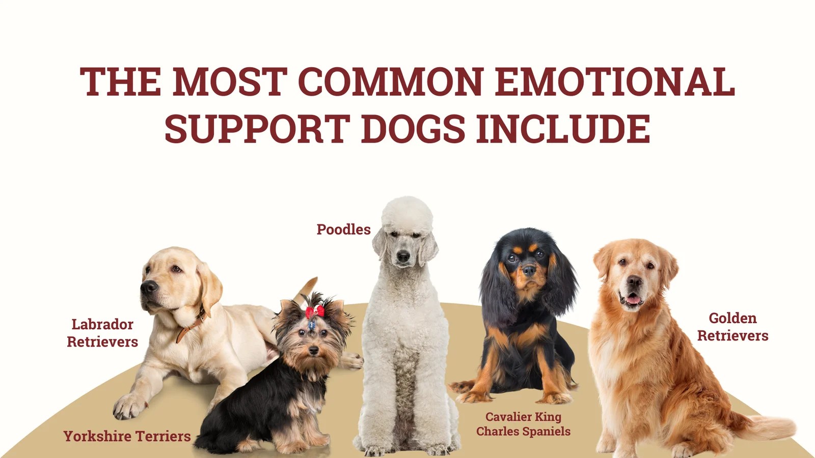 3 Differences between Emotional Support Dogs and Service Dogs
