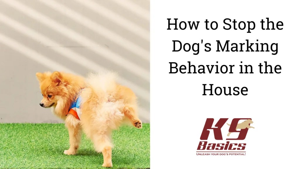 How to Stop the Dog's Marking Behavior in the House K9Basics