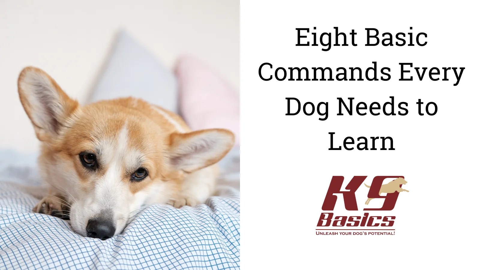 8 Basic Commands Every Dog Needs to Learn