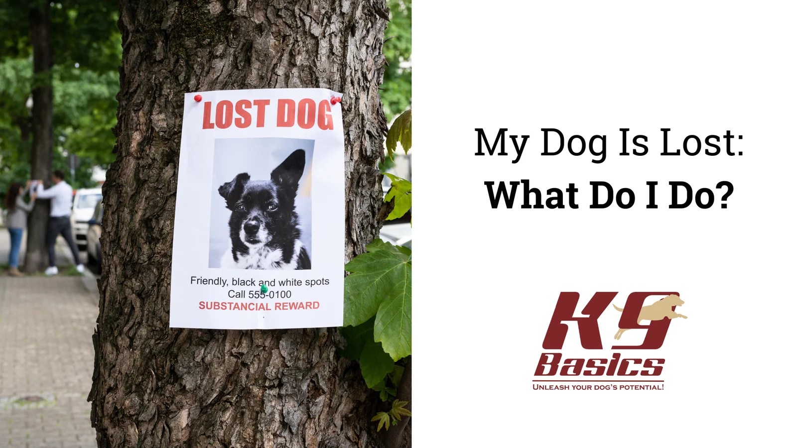 My Dog Is Lost: What Do I Do?