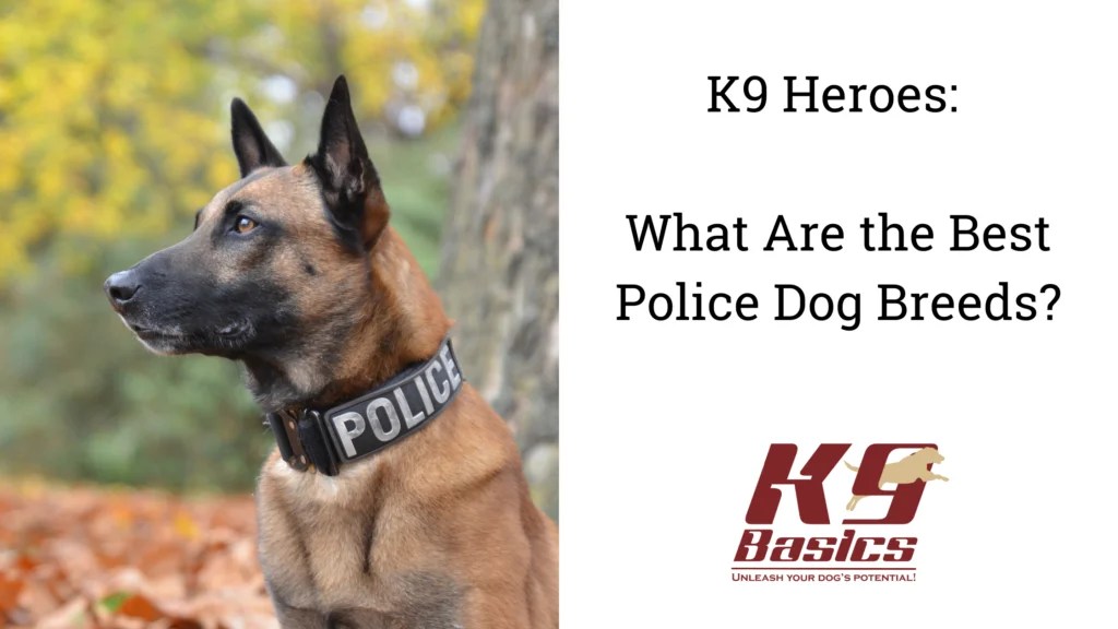 K9 Heroes What Are the Best Police Dog Breeds?