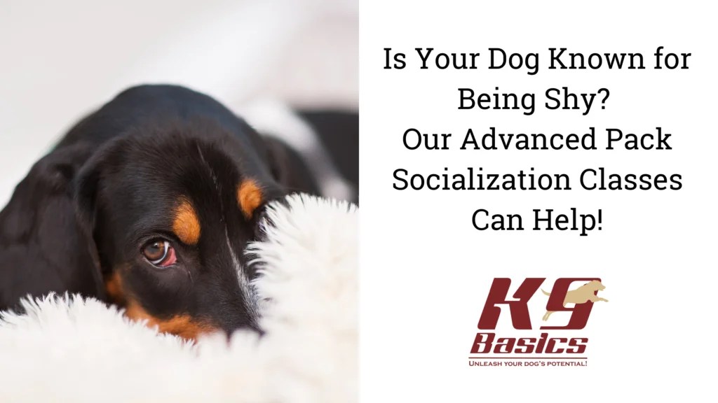 Our Advanced Pack Socialization Classes Can Help Your Dog!