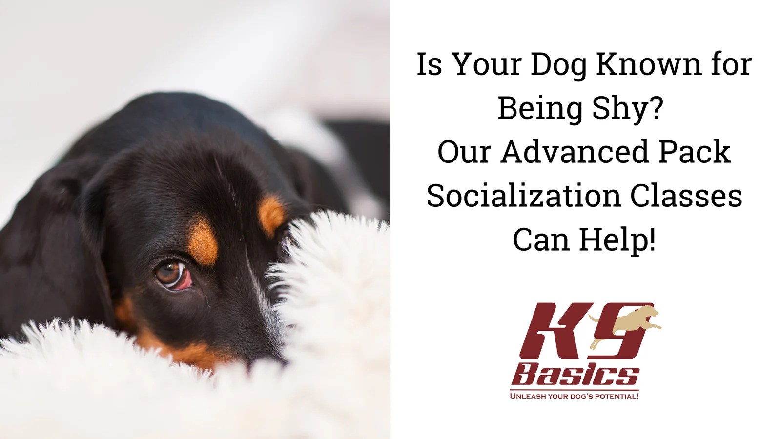 Our Advanced Pack Socialization Classes Can Help Your Dog!
