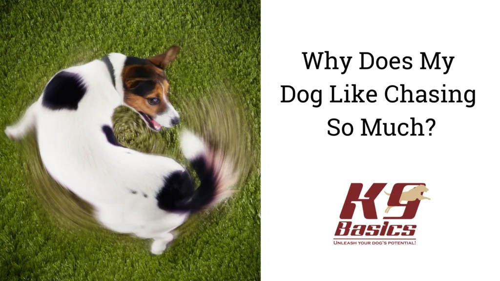 Why Does My Dog Like Chasing So Much?