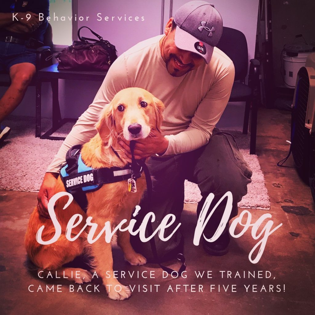 Doggy Boot Camp Los Angeles, Doggy Boot Camp Ventura, Los Angeles Dog