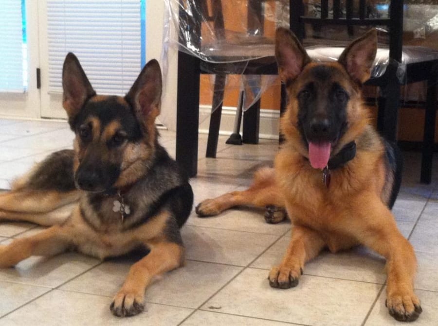 Ferocious Female Fighting Canine Behavioral Services