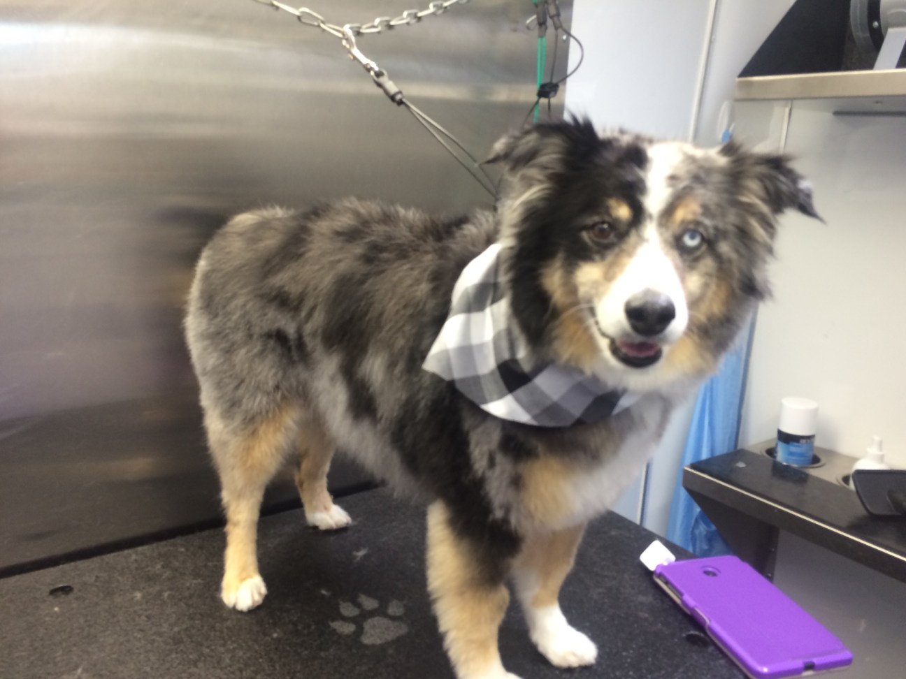 k9clipsanddesign K9 Clips and Design Mobile Dog Grooming