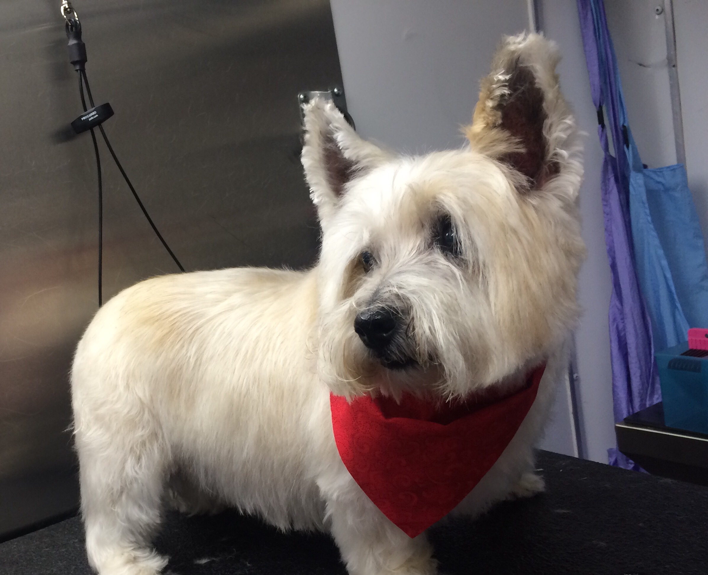 k9clipsanddesign K9 Clips and Design Mobile Dog Grooming