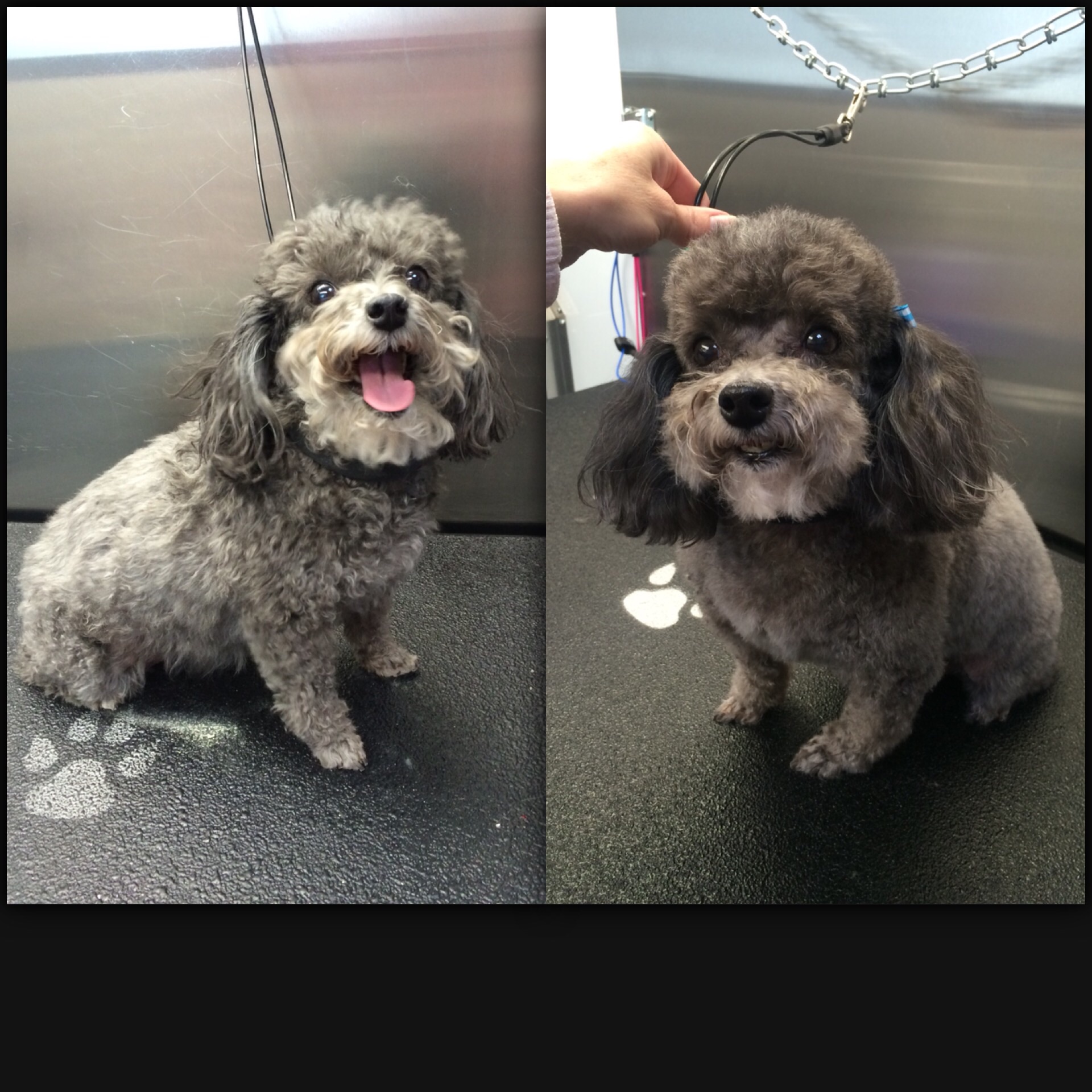 k9clipsanddesign K9 Clips and Design Mobile Dog Grooming