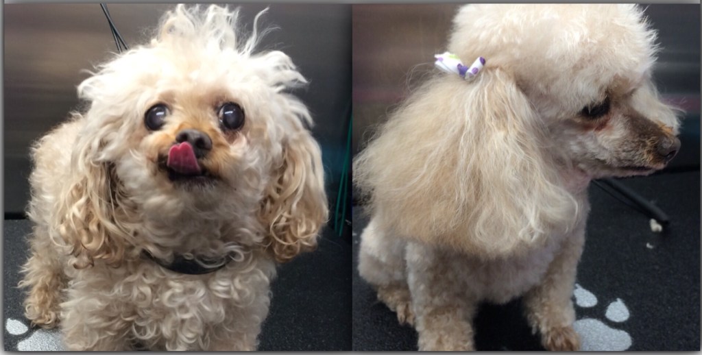 k9clipsanddesign K9 Clips and Design Mobile Dog Grooming