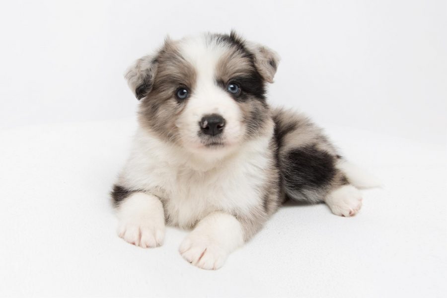 border collie for sale K9 Connection