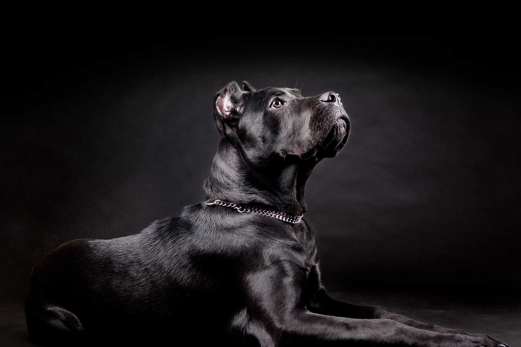 Home K9 Control Training Charleston SC